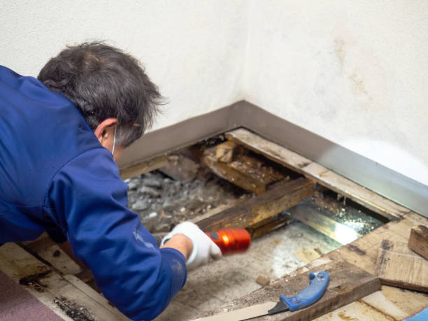 Best Same-Day Mold Removal  in Bonnetsville, NC