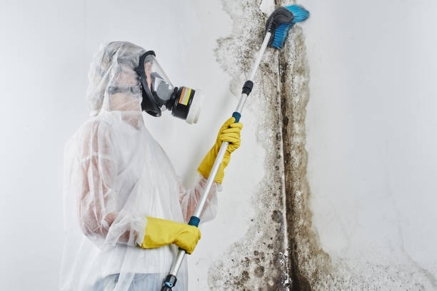 Best Mold Testing  in Bonnetsville, NC