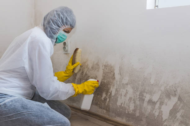 Best Best Mold Removal Companies  in Bonnetsville, NC