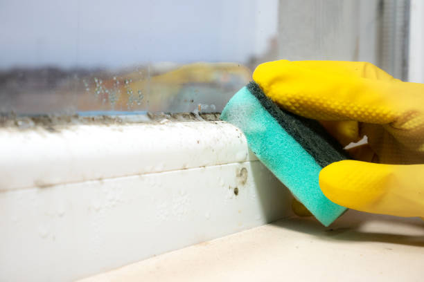 Best Certified Mold Removal  in Bonnetsville, NC