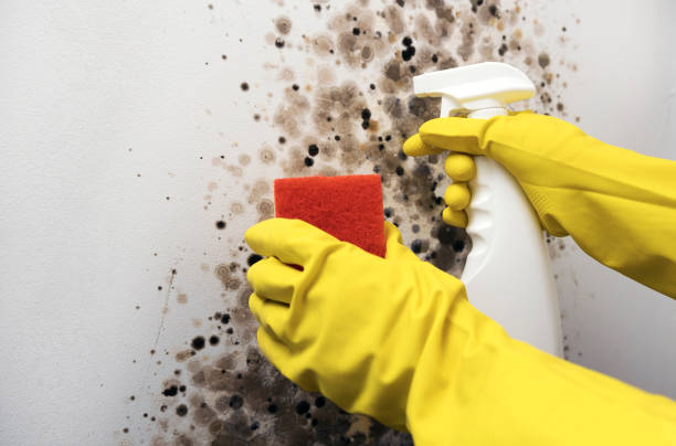 Best Mold Damage Repair  in Bonnetsville, NC