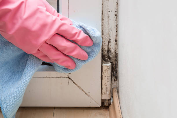 Best Home Mold Removal  in Bonnetsville, NC